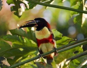 Aracari Pérou