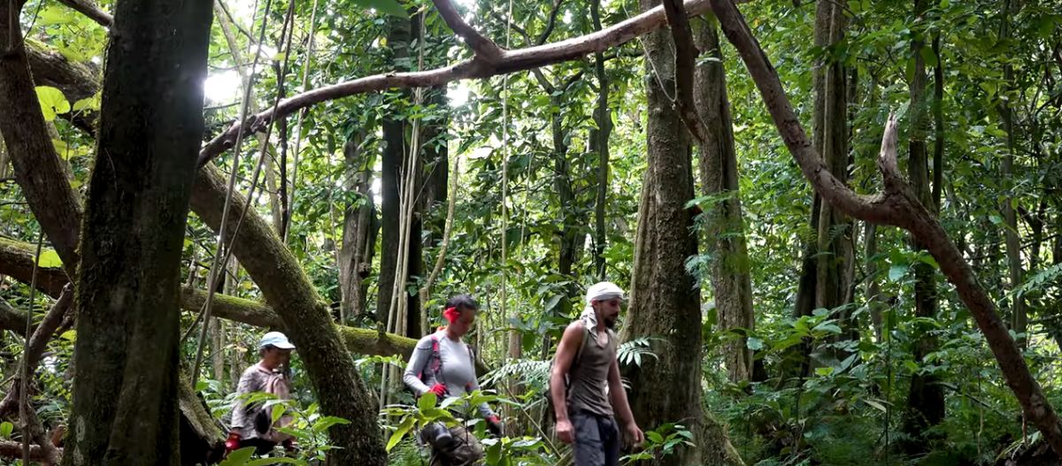La forêt tropicale de Manu